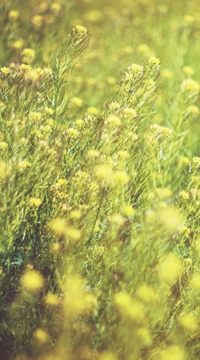 Companion planting for healthy pea plants