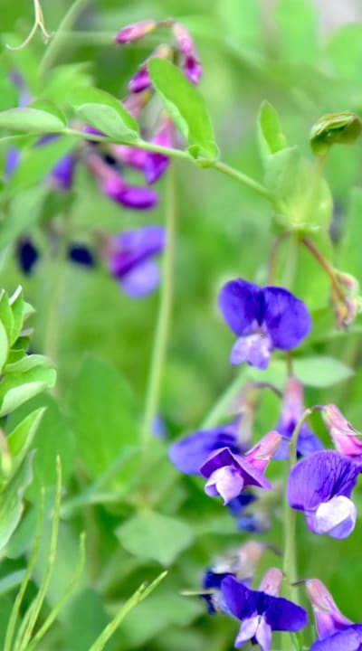 Timing is crucial when planting peas.