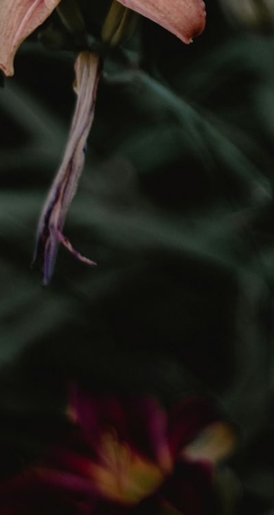 Experience the life cycle of growing peas.