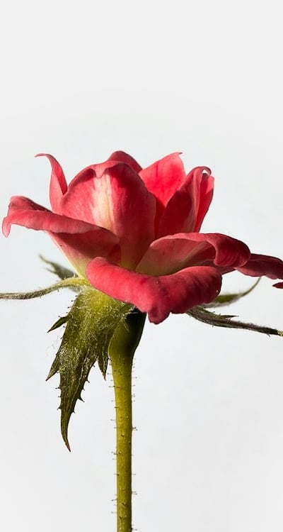 Gardeners, Organic Seeds