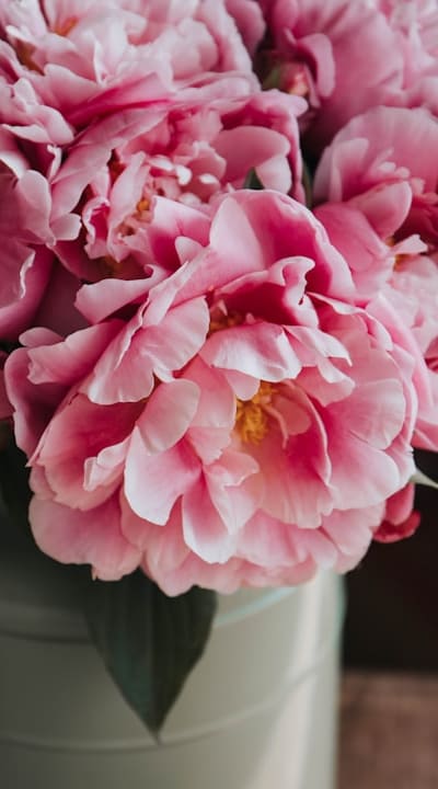 Planting perennial flowers at their optimal time.