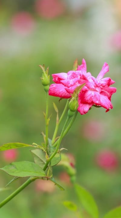 Garden flowers, Irises, Daylilies, Alliums