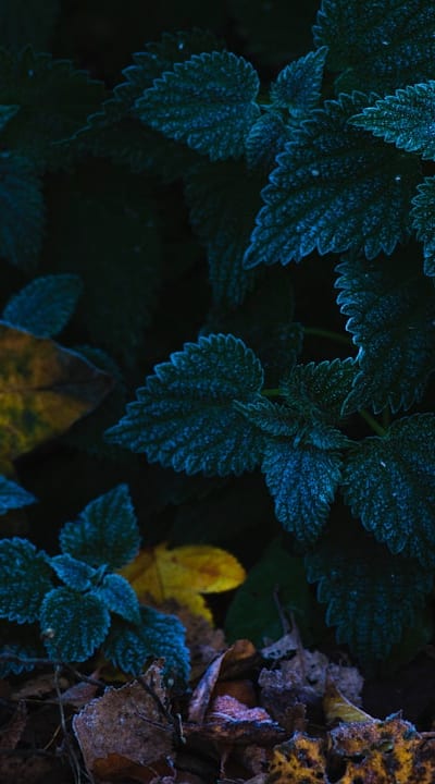 Selecting the right perennial climbers for a successful garden