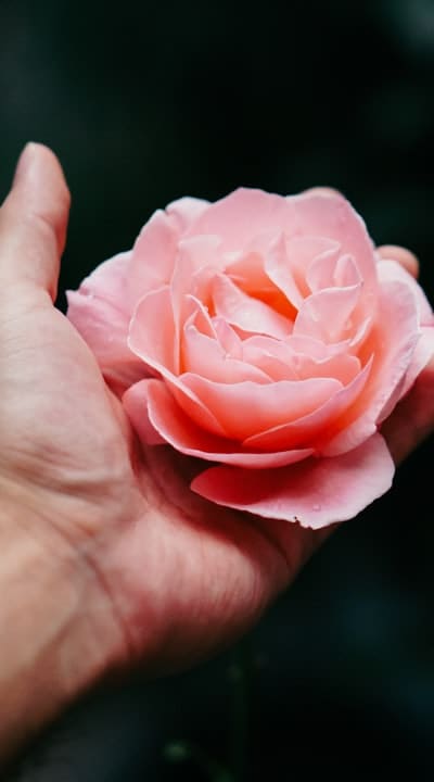 Vibrant perennial flower with delicate petals