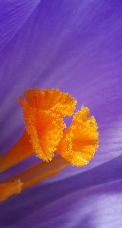 Temperature requirements for successful germination of perennial flower seeds.