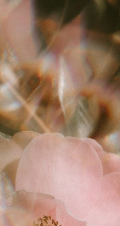 Troubleshooting common issues when planting perennial flower seeds.