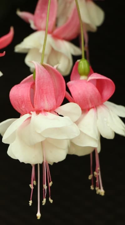 Perennial flower seedlings need sufficient light to grow.