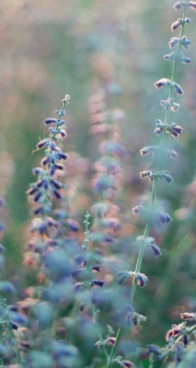 Alt text: Perennial flowers thriving in your specific climate