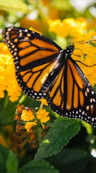 Protect your garden with organic mulch and pruning