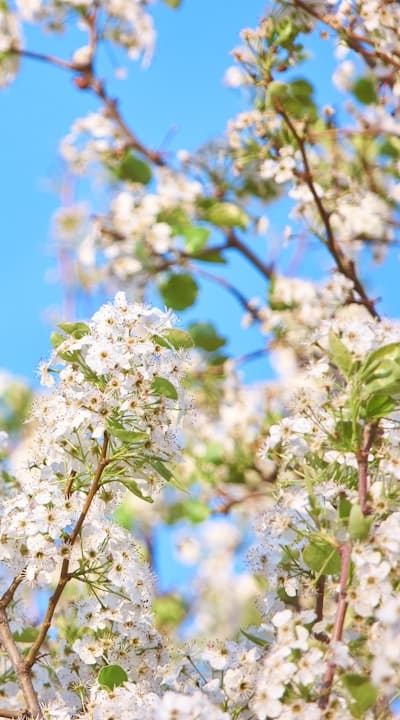 Mistakes to avoid when growing perennial flowers from seed.