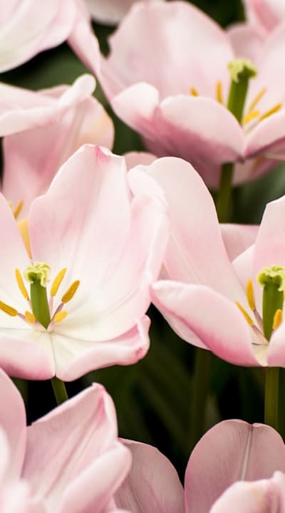 Starting perennial flower seeds for a beautiful garden.