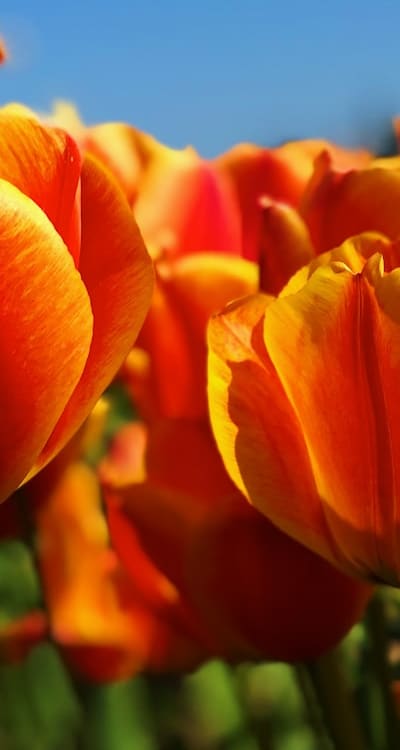 Tips for caring for perennial flowers and winterizing.