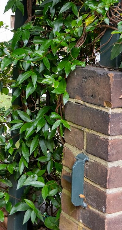 Selecting the right perennial vine for successful seed propagation.