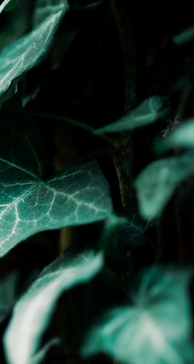 Healthy and thriving perennial vines in a garden