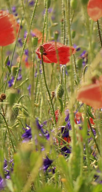 Perennial wildflowers bring sustainable beauty to gardens.