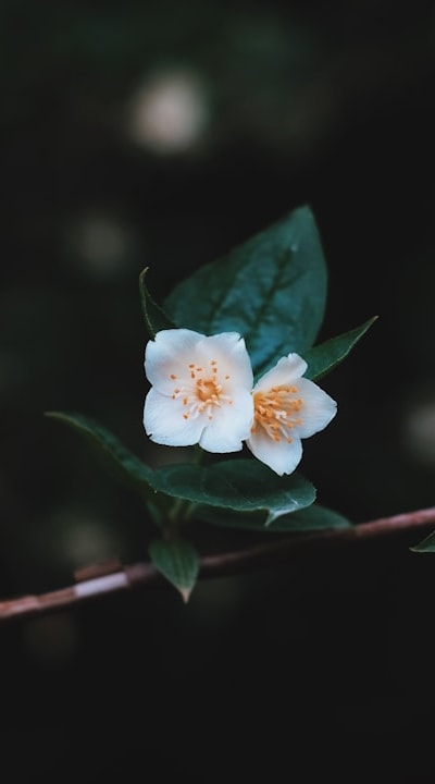 Germinating perennial flower seeds adds beauty and longevity.