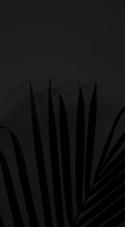 Black-Eyed Susan Vine, a striking and vibrant climber