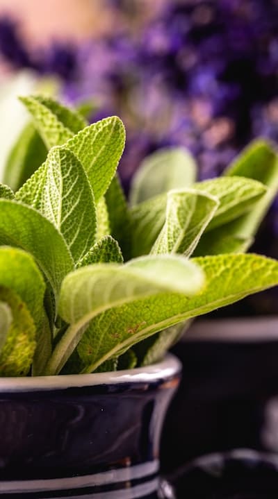 Preventing diseases and pests in your herb garden.