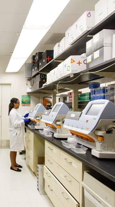 Alt text: Healthy bean plants protected from pests and diseases