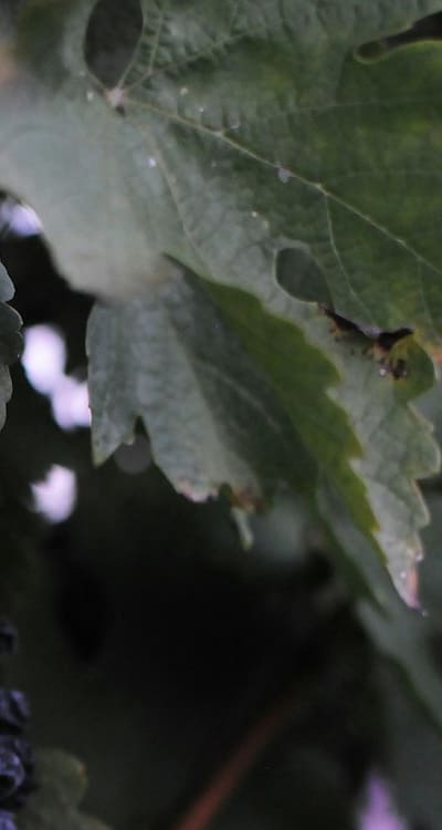 Preventing pests and diseases for healthy vine plants