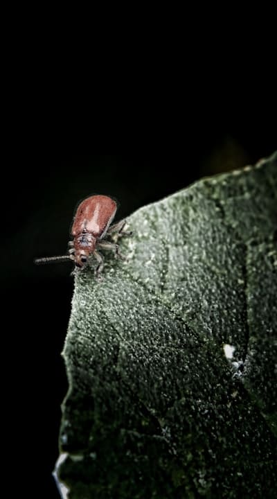 Dealing with pest infestations on bean plants