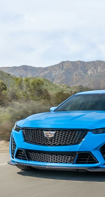 Alt text: A close-up of organic pea plants in a garden.