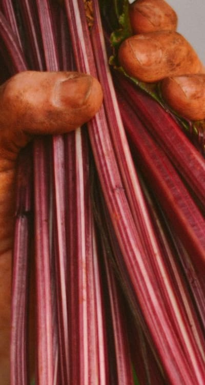 Organic pest control and disease prevention for beet seedlings