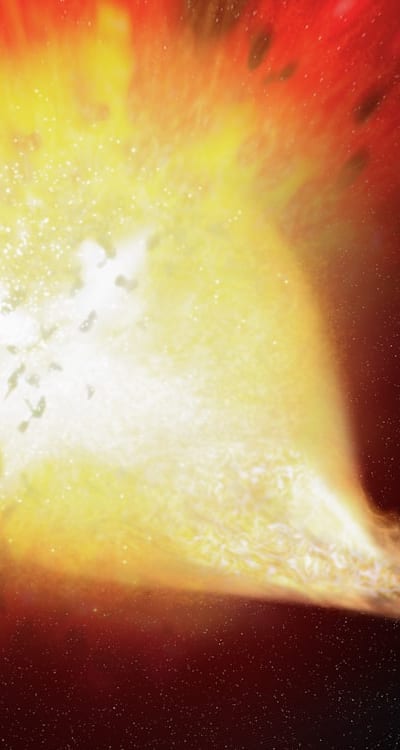 Aphids, slugs, and snails targeting cosmos plants.