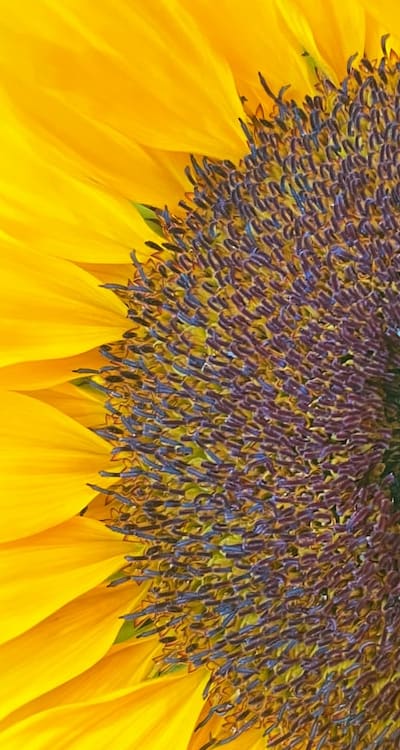 Resilient sunflowers can be targeted by pests and diseases.