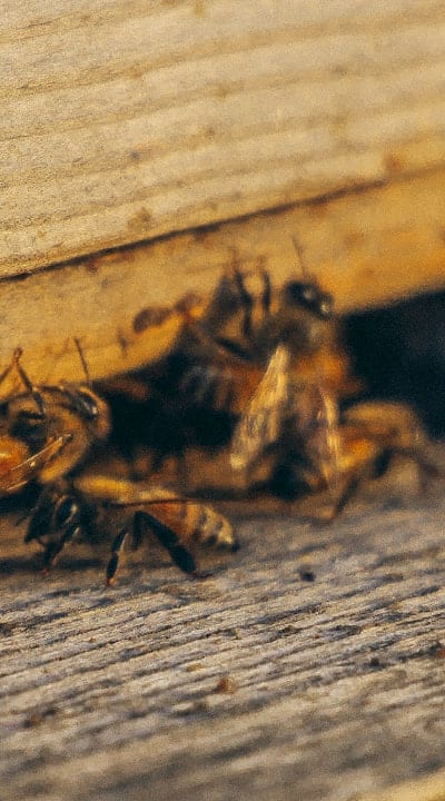 Preventing infestations and diseases in bulb flowers