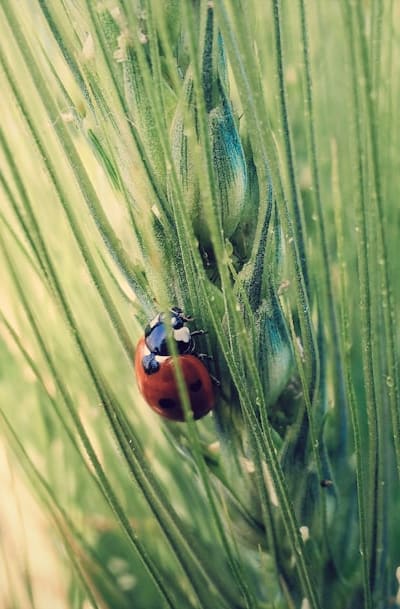 Protect wildflower seedlings from pests with natural predators.