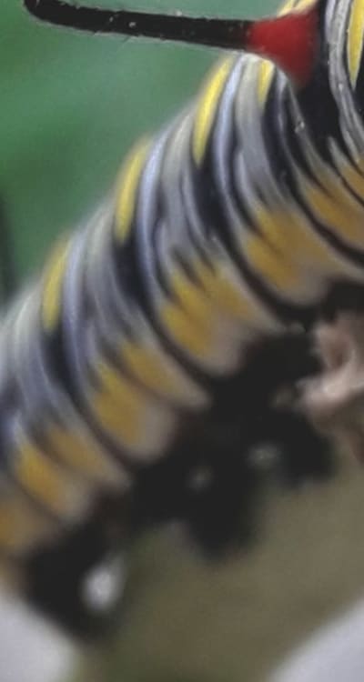 Natural pest control using beneficial insects