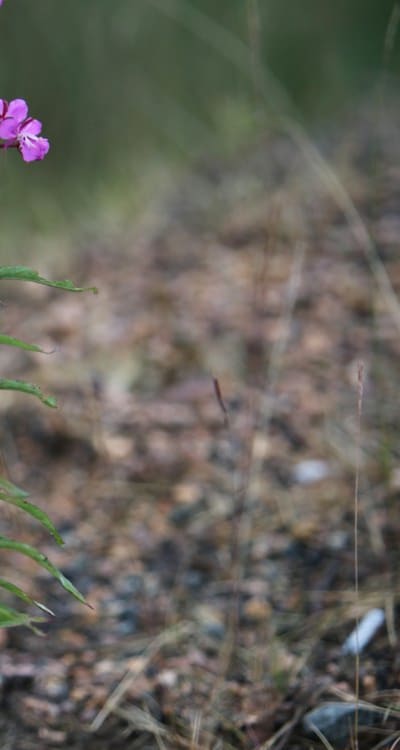 Wildflowers thriving in a garden with good hygiene.