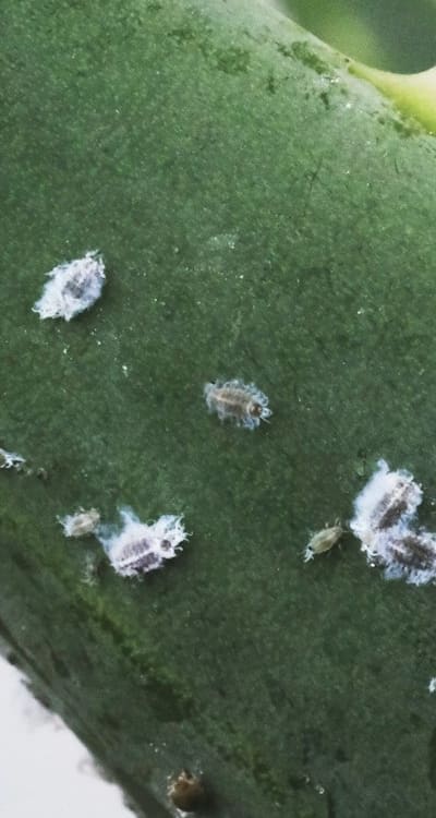 Insects and Fungal Diseases Threaten Vines