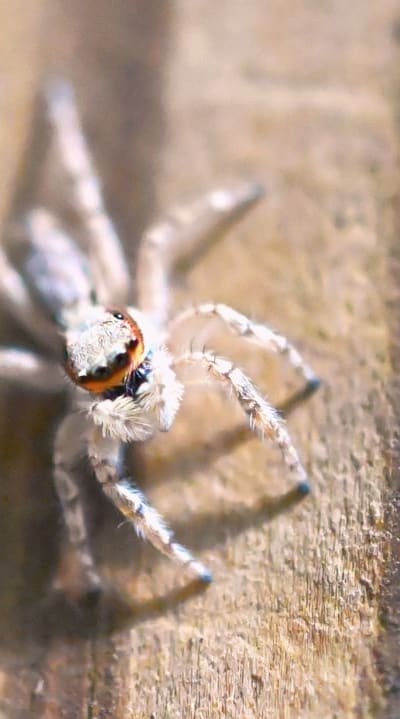 Protecting your rare cut flower seeds from pests and diseases