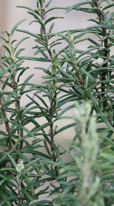 Organic gardeners can protect herb seedlings from pests