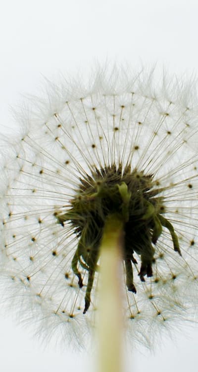 Petunia seed varieties and growing tips.