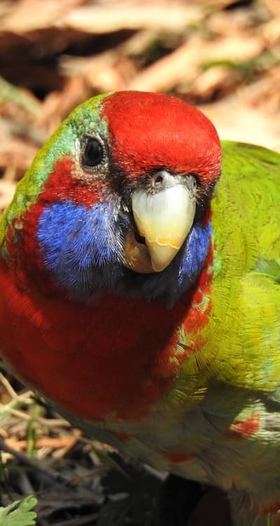 Growing petunias from seed brings beauty and simplicity to your garden.