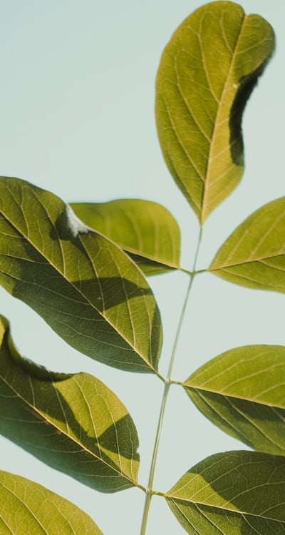 Fresh basil adds flavor to pasta sauce.