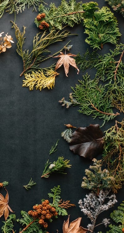 Yellowing leaves can indicate various issues.