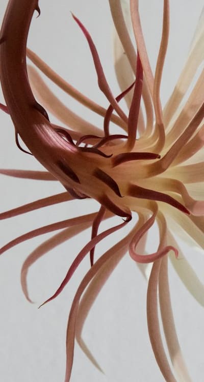 Alt Text: Step-by-step pruning process for bean plants.