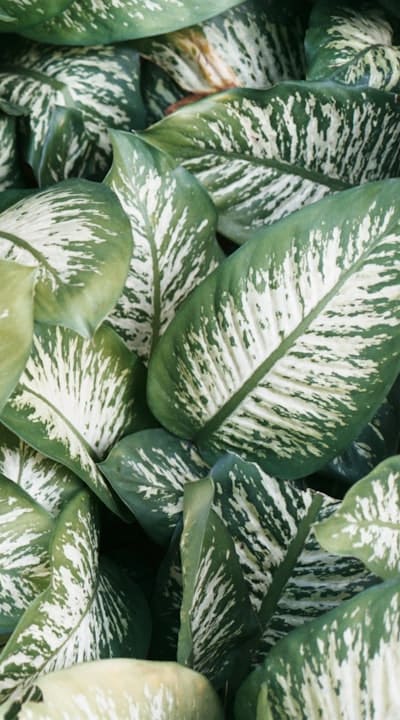 Pruning bean plants for better airflow and higher yields.