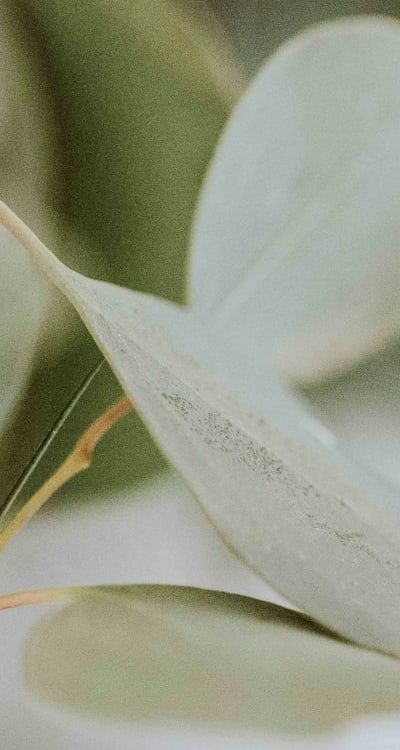 Healthy and robust bean plants in a garden.