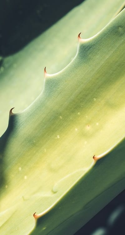 Tips for successful bean plant growth