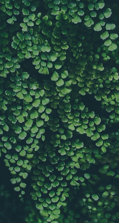 Trait to solve leaf curling in Caladiums.