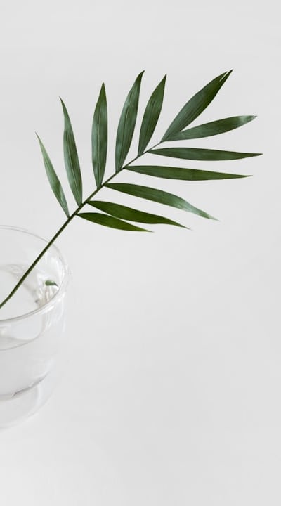 Proper care is vital for healthy seedling growth.