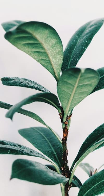 Alt Text: Organic fertilizer being spread on biennial flower seedlings