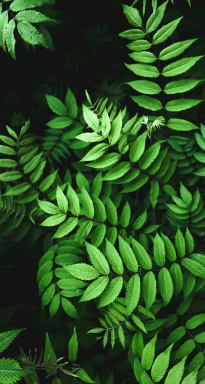 Growing dahlias from seed: a budget-friendly gardening project.