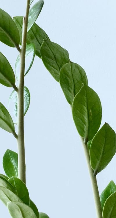 Transplanting daisy seedlings for a successful bloom