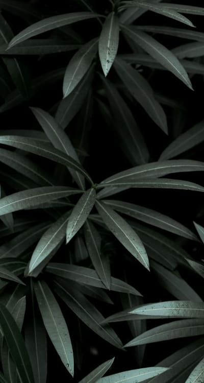 Growing organic flower seeds promotes a healthier ecosystem